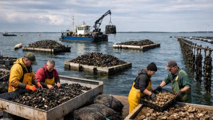 Hollanda’da Midye Hasadı 30 Yılın En Düşük Düzeyine Geriledi