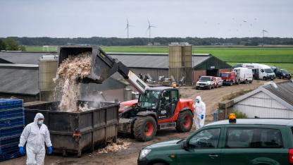Hollanda’da Piliç Çiftliğinde Kuş Gribi: 162 Bin Civciv İtlaf Edildi