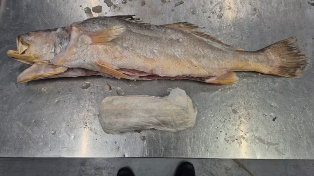 Hollanda’da Dondurulmuş Balık Sevkiyatında 300 Kilogramdan Fazla Kokain Ele Geçirildi