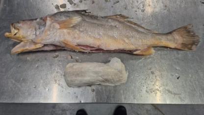 Hollanda’da Dondurulmuş Balık Sevkiyatında 300 Kilogramdan Fazla Kokain Ele Geçirildi