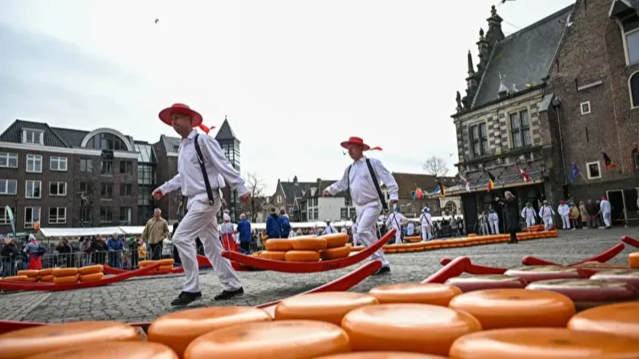 Hollanda Alkmaar Peynir Pazarı Binlerce Ziyaretçiyi Ağırladı