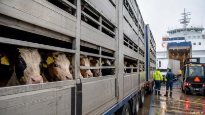 İrlanda’dan Hollanda’ya Buzağı Sevkiyatı Tartışma Yarattı