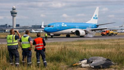 KLM Uçağı Kuş Çarpması Nedeniyle Geri Döndü